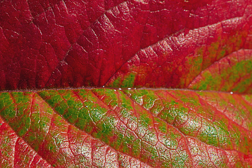 Detail of leaves from a tree. Macro close-up photo of an autumn red and green leaf.