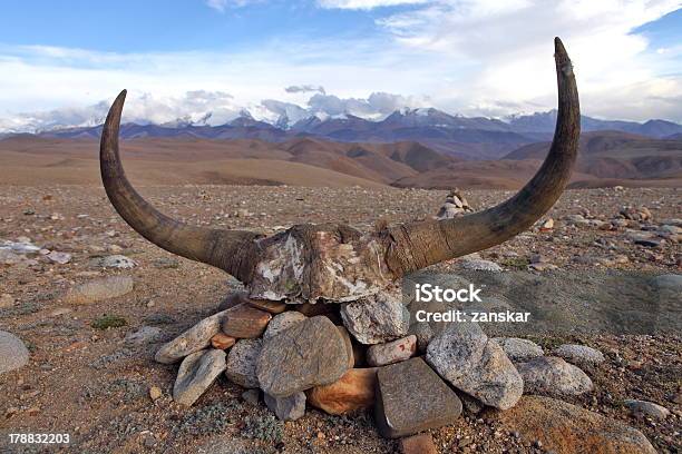 Foto de Yak Caveira Decorado Com Monges Mantras e mais fotos de stock de Animal - Animal, Arte, Arte e Artesanato - Assunto