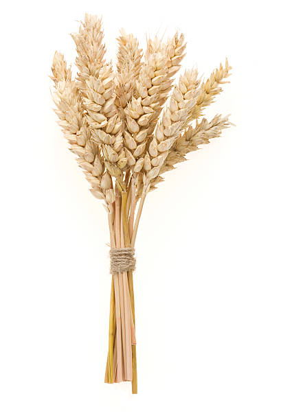 istock ear of wheats  isolated on white 178832291