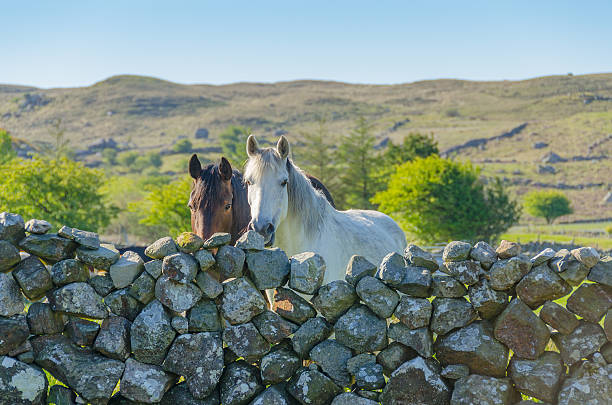 istock Horses and stone wall in Ireland 178832383