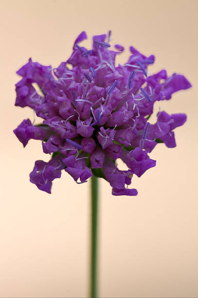 mentha aquatica scabioso - mentha aquatica fotografías e imágenes de stock