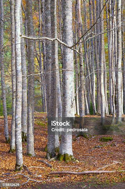 Photo libre de droit de Maillot De Bain banque d'images et plus d'images libres de droit de Aragon - Aragon, Arbre, Automne