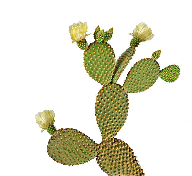 Opuntia cactus isolated on white background stock photo