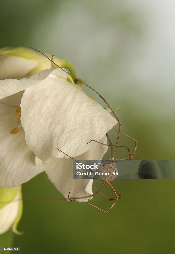 Opiliones - Photo de Animal invertébré libre de droits