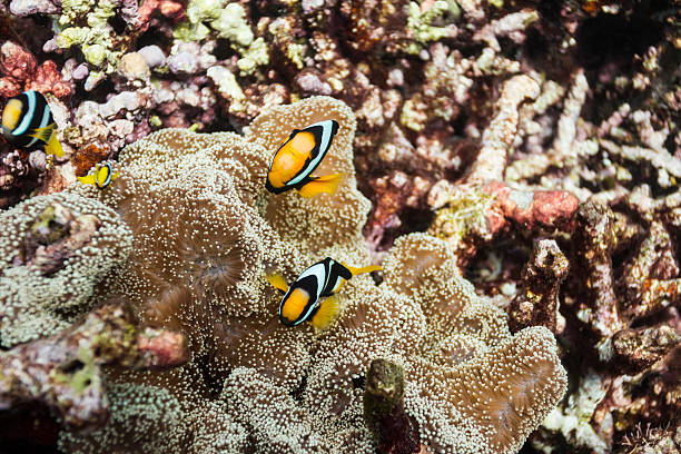 Clark's anemonefish at Surin national park Clark's anemonefish at Surin island entacmaea quadricolor stock pictures, royalty-free photos & images