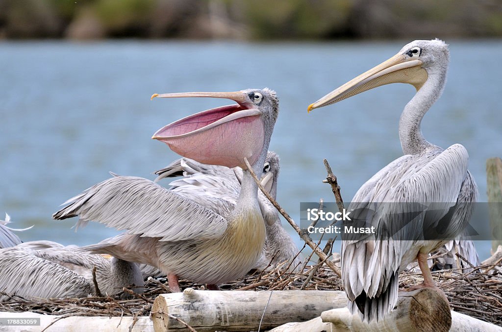 Rosa-backed Pelicans - Foto stock royalty-free di Africa