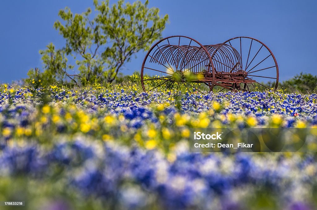 Antyczny farm sprzętu w pole z bluebonnets - Zbiór zdjęć royalty-free (Stan Teksas)