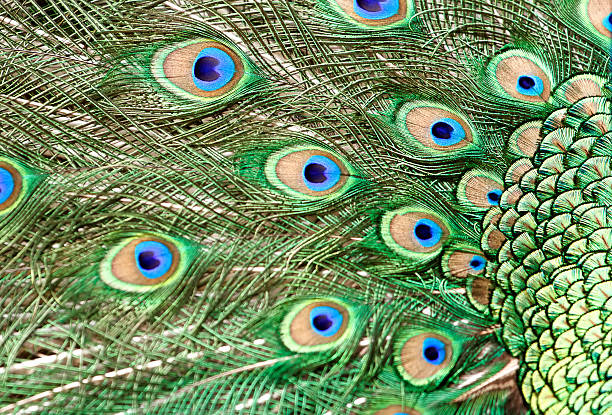 istock beautiful vivid peacock feathers 178833315