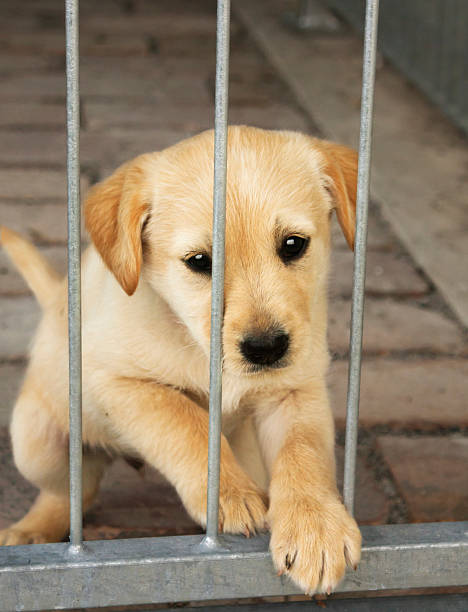 귀여운 아기 경견, 강아지 만들진 케이지 - dog animal testing dog pound sadness 뉴스 사진 이미지