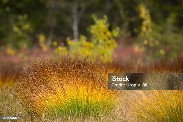 Foto de Multicolorida Vegetação De Outono No Turfeira e mais fotos de stock de Turfeira - Turfeira, Abstrato, Beleza natural - Natureza