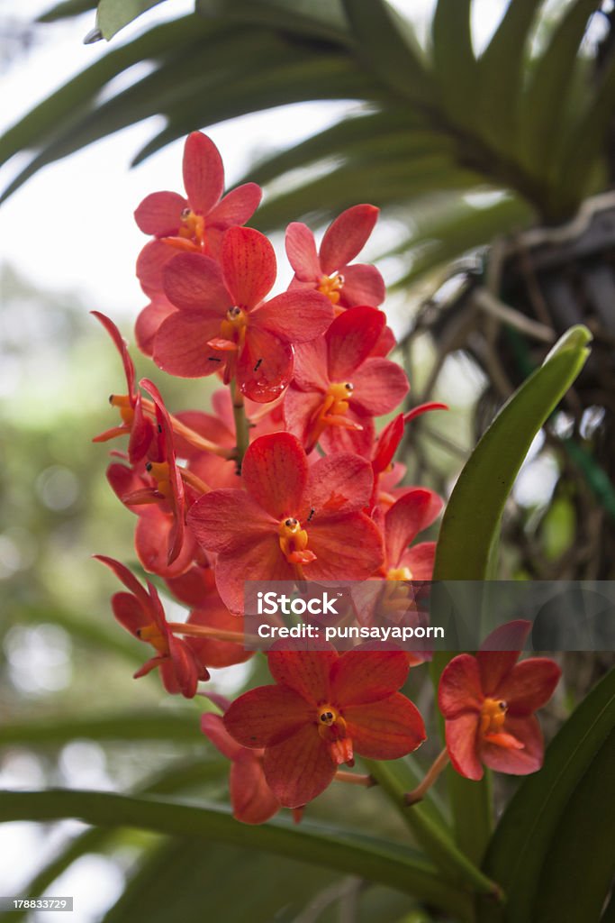 Rosso brillante Orchidee - Foto stock royalty-free di Astratto