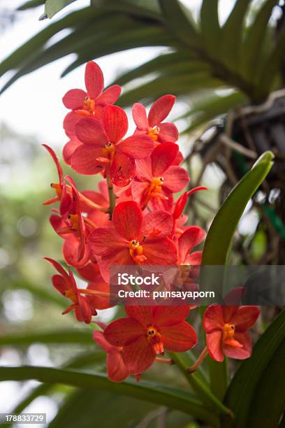 Rosso Brillante Orchidee - Fotografie stock e altre immagini di Astratto - Astratto, Bagnato, Bellezza naturale