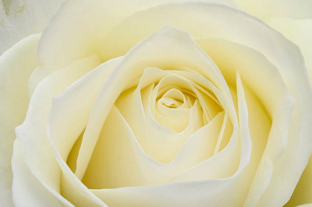 istock Macro of white rose flower 178833831