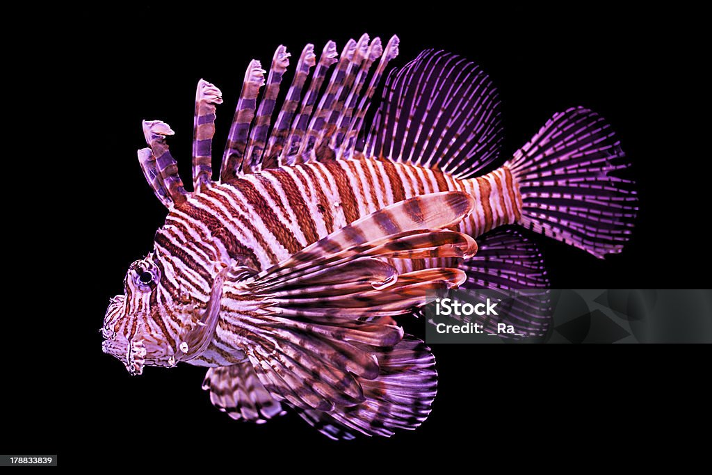 Aquarium-Fische - Lizenzfrei Aquatisches Lebewesen Stock-Foto