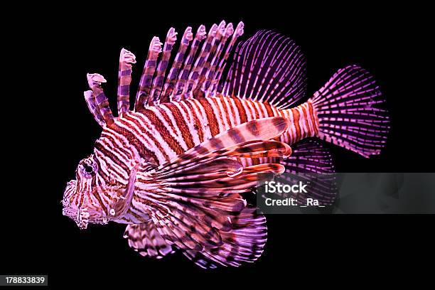 Aquariumfische Stockfoto und mehr Bilder von Aquatisches Lebewesen - Aquatisches Lebewesen, Blase - Physikalischer Zustand, Blau