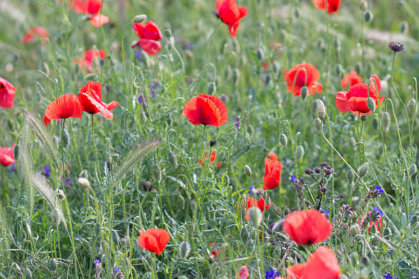 istock poppy flowers 178833865