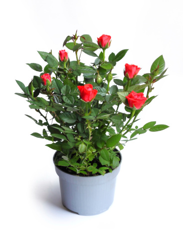 Miniature rose in a flower pot isolated on white background