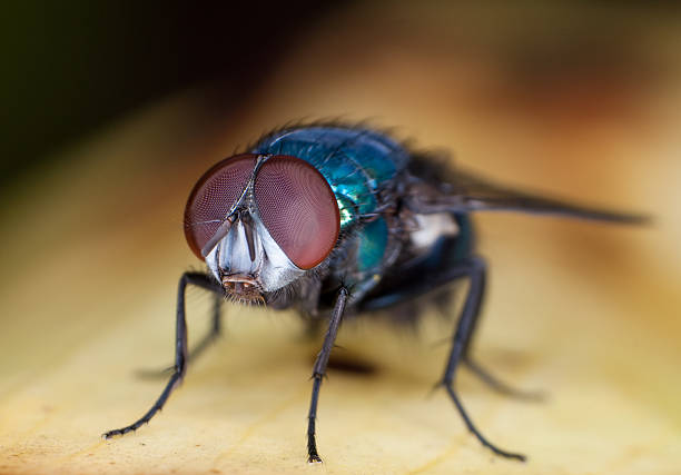 Fly Macro stock photo