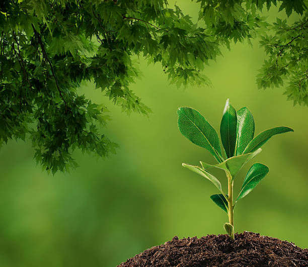 istock Small plant on pile of soil 178833980