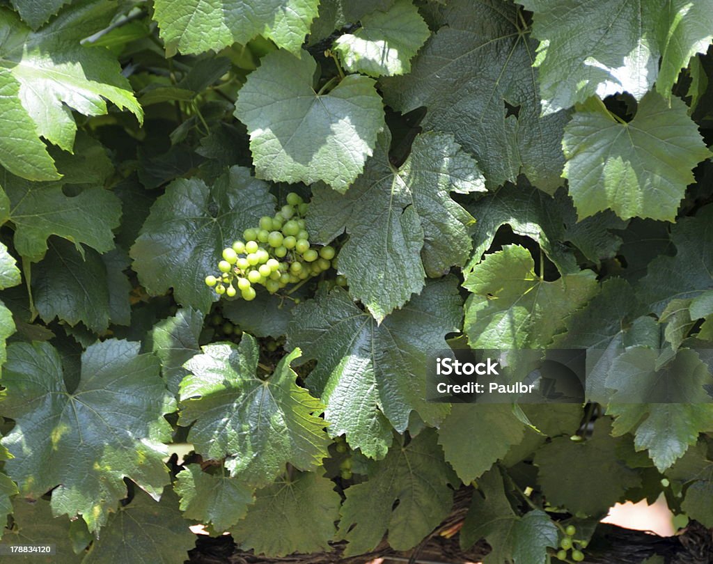 Raisins poussent sur une plante grimpante et vigne - Photo de Agriculture libre de droits