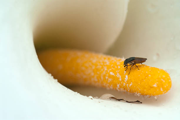 istock Lily flower close up 178834154