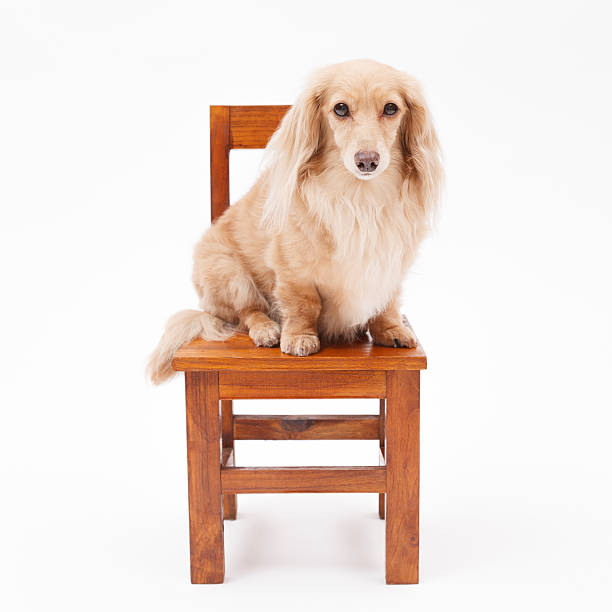 istock Dog and chair 178834257