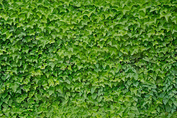 Climbing ivy background stock photo