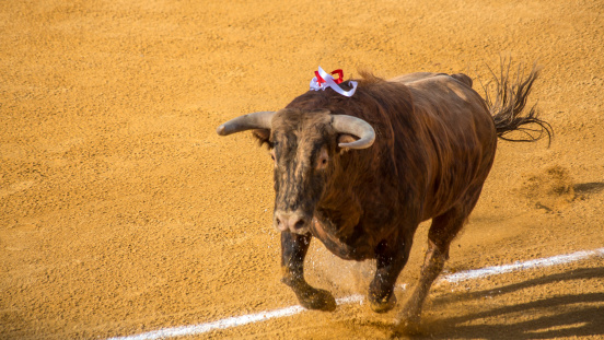 A charging bull at a bullfight