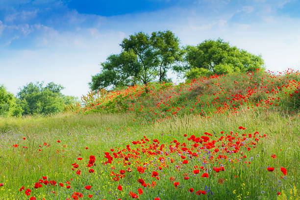 istock Pastoral rural field with wild flowers 178834483