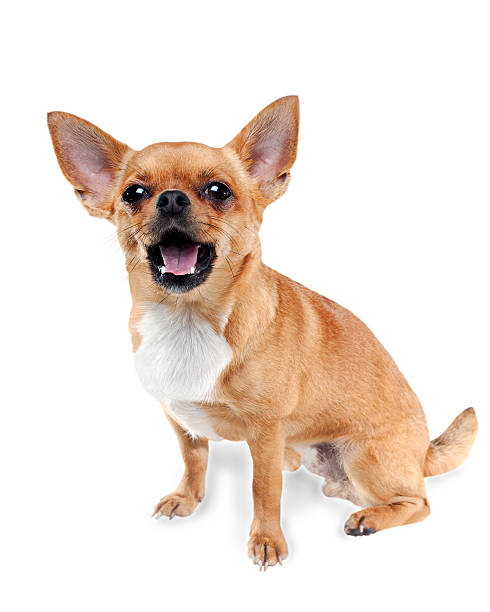 istock Chihuahua dog isolated on white background. 178834925