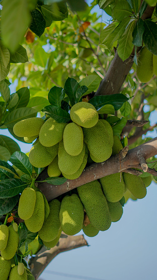 jackfruit hanging from the tree