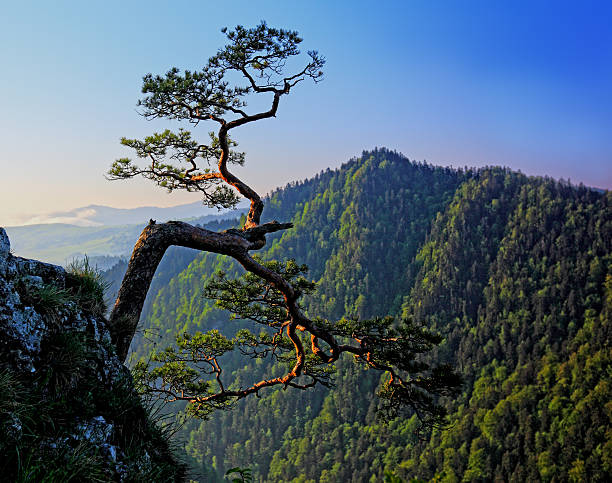istock Pieniny National Park-Poland 178835299