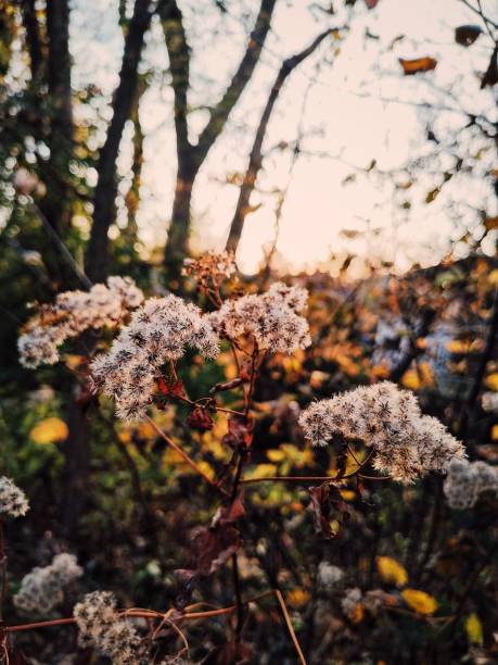 Fall Fuzzies stock photo