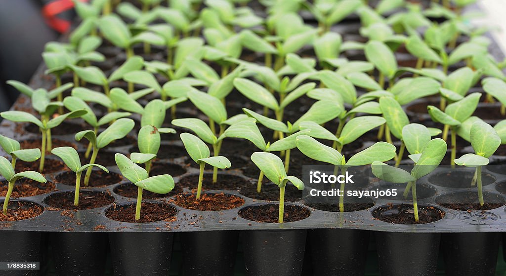 Melon seedling in pod or plastic tray. Melon, cucumber or cucumbid seedling in pod or plastic tray. Seedling Stock Photo