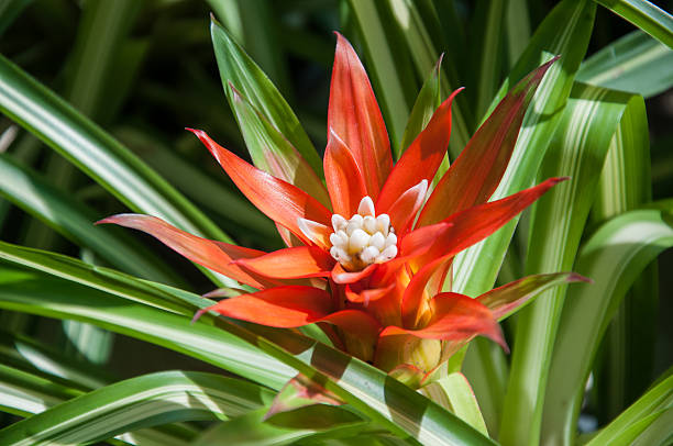 istock Bromeliad flower at Botanic Garden. 178835326