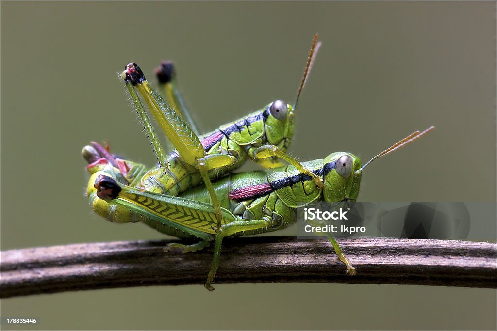 sex in der bush - Lizenzfrei Ast - Pflanzenbestandteil Stock-Foto