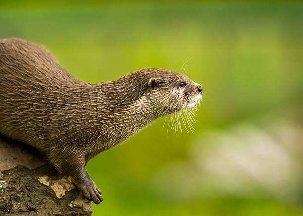 oriental court clawed loutre: aonyx grise - oriental short clawed otter photos et images de collection