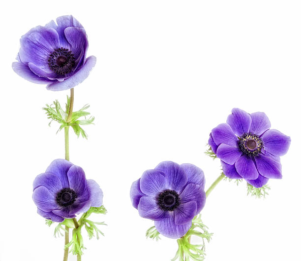 istock Four beautiful purple anemone flowers. 178835487