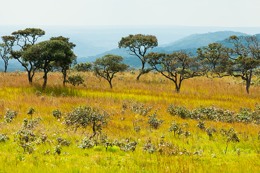 A mixed savanna woodland and grassland on the high plateau in Upemba National Park looking over the Lufira River lowlands.  The Lufira is one of the tributaries of the Congo River which rises in the high savannas and Miombo Woodlands of southeast  Democratic Republic of the Congo in the Katanga region.