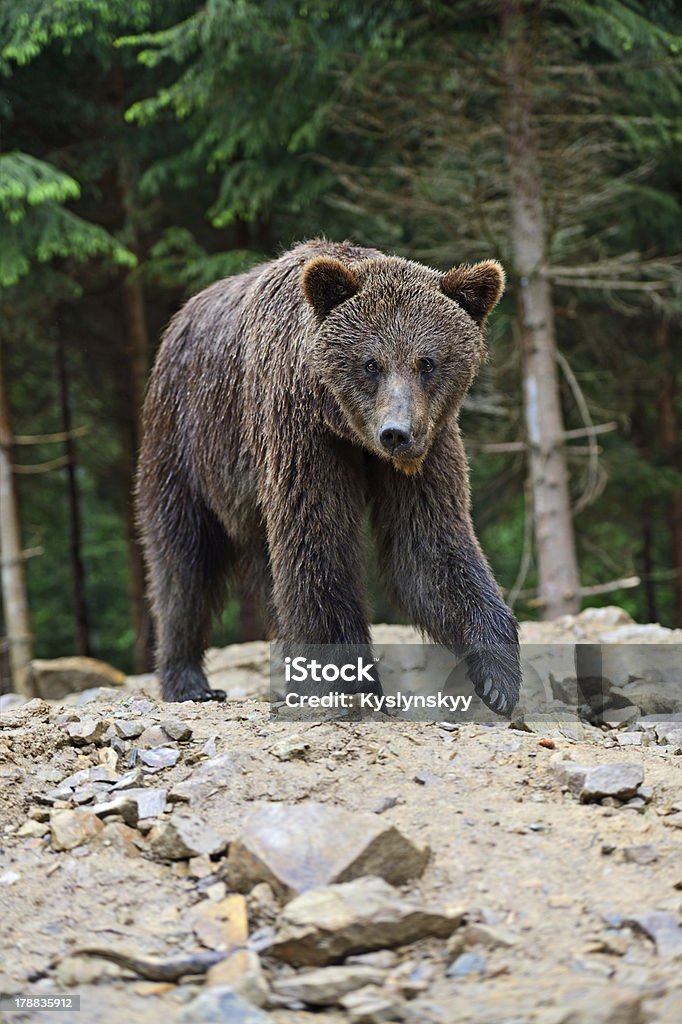 ブラウンの Carpathians 示します。 - クマのロイヤリティフリーストックフォト