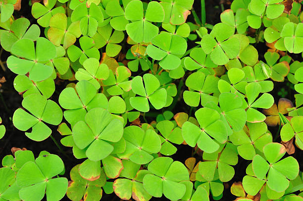 istock Beautiful green leaves 178836200