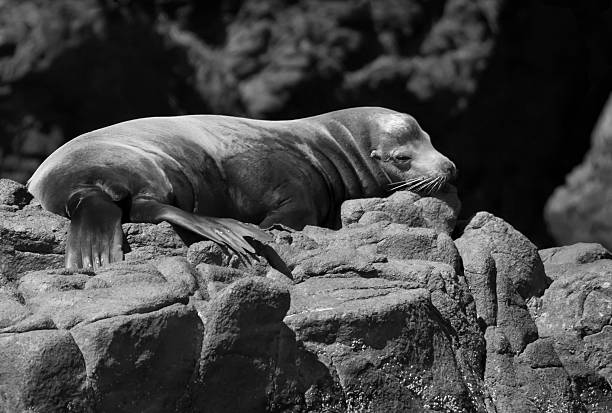 Seal in Black and White stock photo