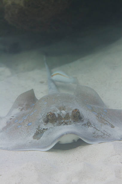 istock Bluespotted stingray at Surin island 178836249