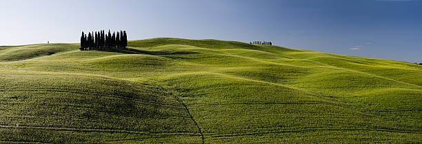 istock group of italian cypress trees 178836532