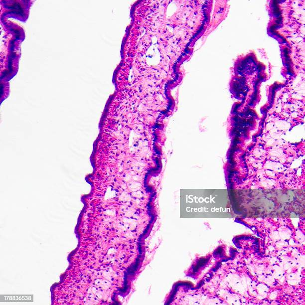 Cilliated Epithel Gewebe Stockfoto und mehr Bilder von Atmungsorgan - Atmungsorgan, Basalschicht, Bildhintergrund