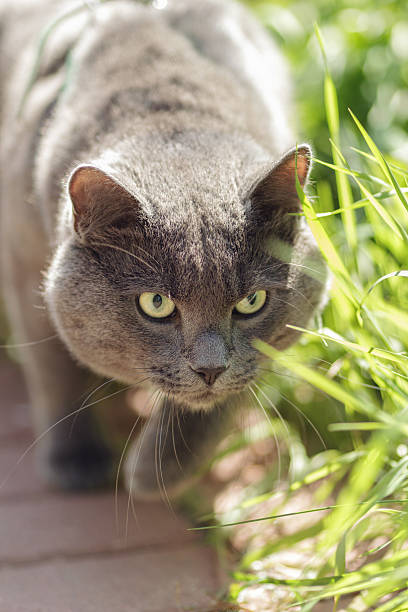 istock portrait of young british cat hunting 178836716