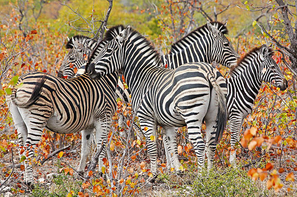 Zebras w Kruger National Park – zdjęcie