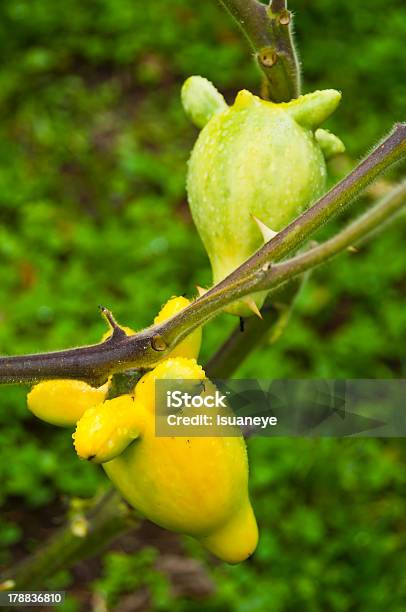 Пирсинг Фрукты Баклажан — стоковые фотографии и другие картинки Solanum - Solanum, Баклажан, Вегетарианское питание