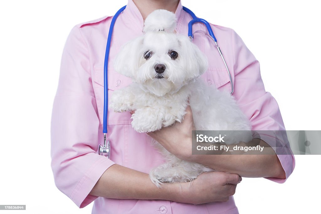 Tierarzt mit Hund - Lizenzfrei Bichon Stock-Foto