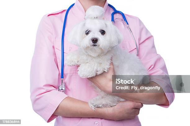 Tierarzt Mit Hund Stockfoto und mehr Bilder von Bichon - Bichon, Erwachsene Person, Europäischer Abstammung